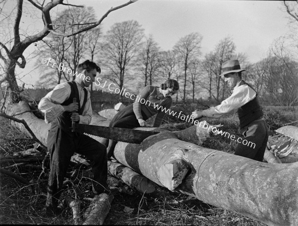 TREE FELLING